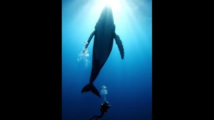 光与夜之恋攻略 - 深蓝星球：探索海洋深处的未知世界